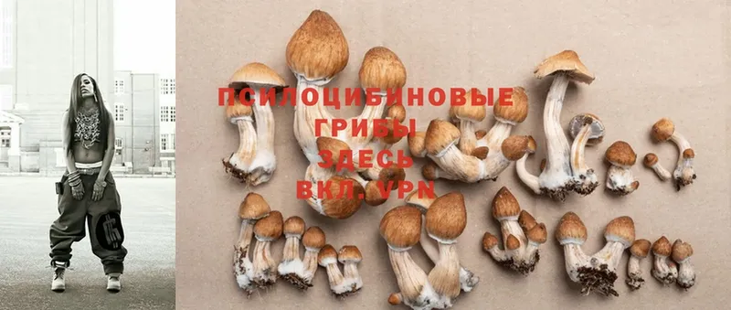 Галлюциногенные грибы Cubensis  Электрогорск 